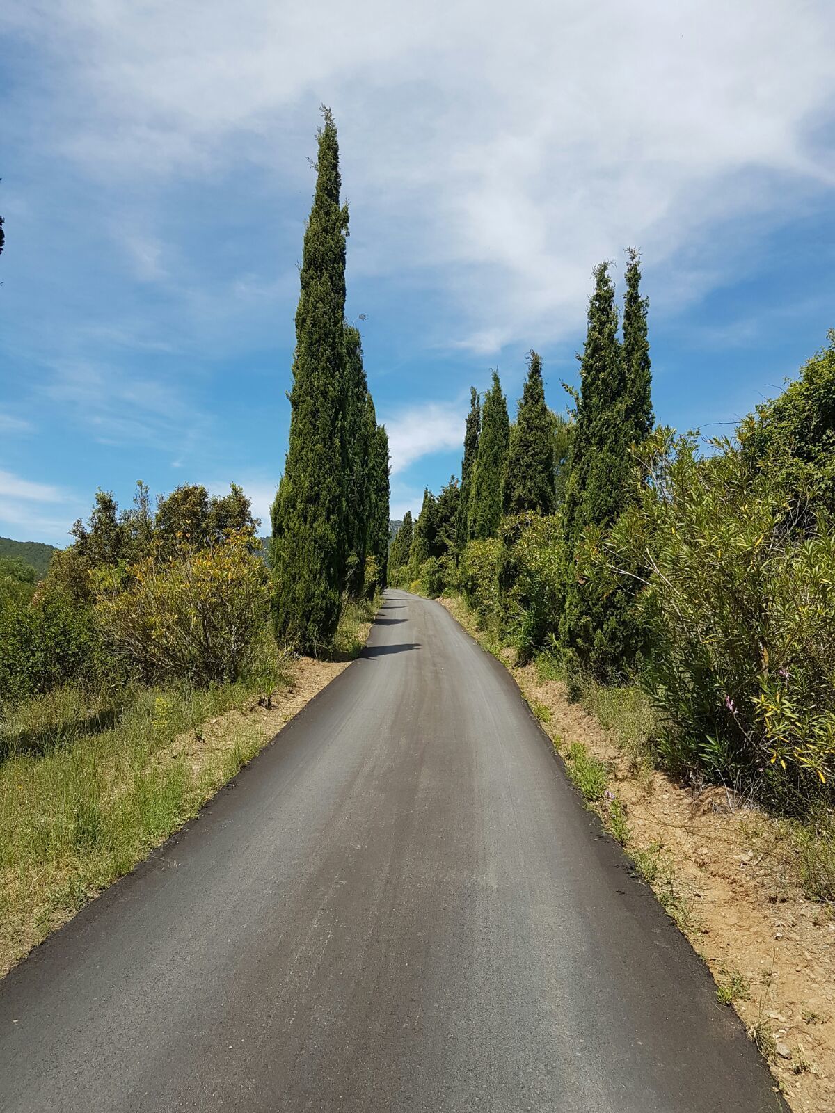 A paved road flanked by tall cypress trees and dense shrubbery under a clear sky.