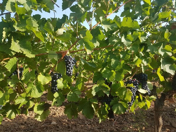 A vineyard with rows of grapevines bearing clusters of dark grapes. - Mas del Sord 1335 (L'Albiol)