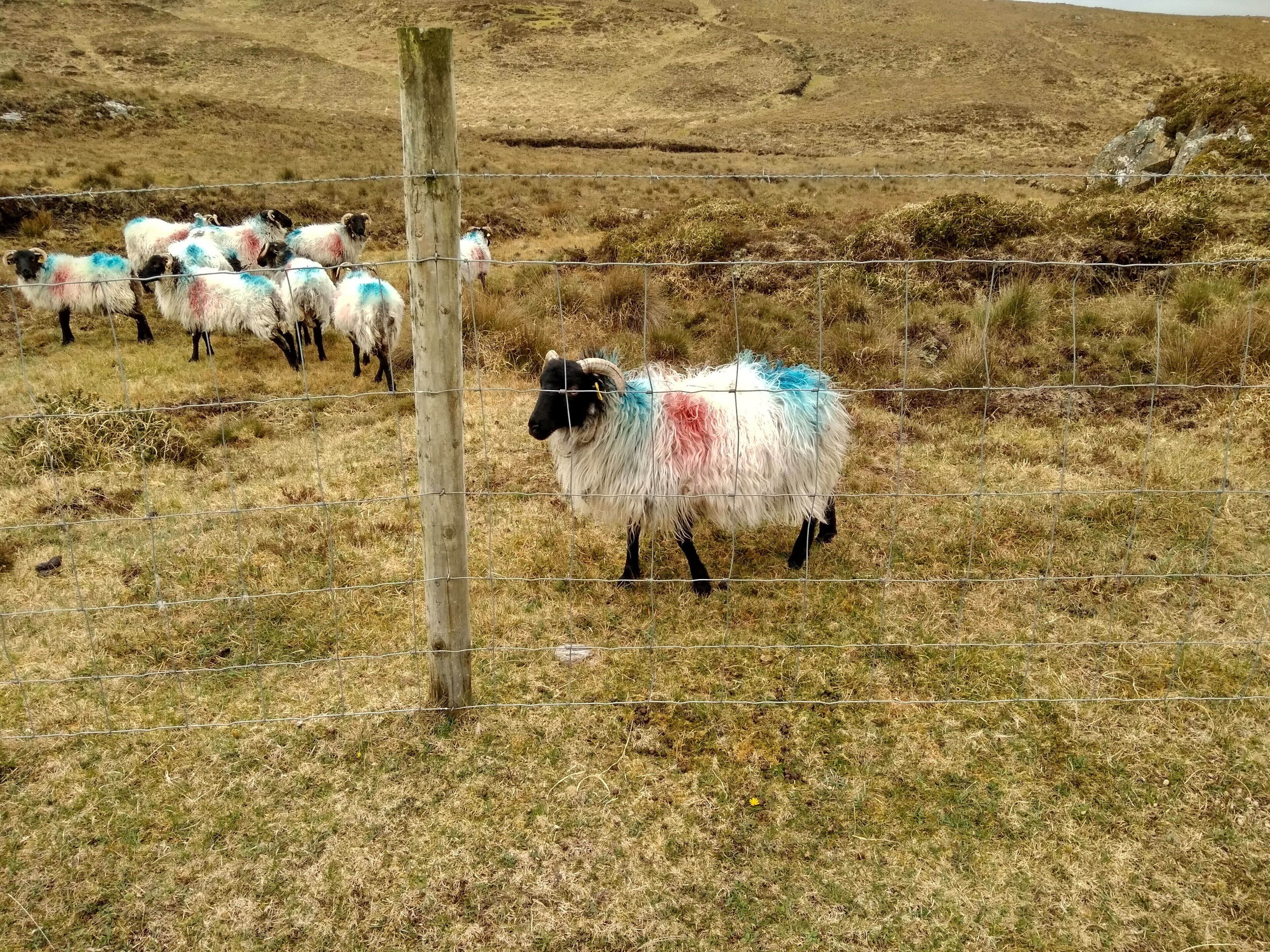 A fenced area with a group of sheep, some with colorful markings, in a grassy field.