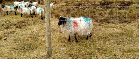 A fenced area with a group of sheep, some with colorful markings, in a grassy field.