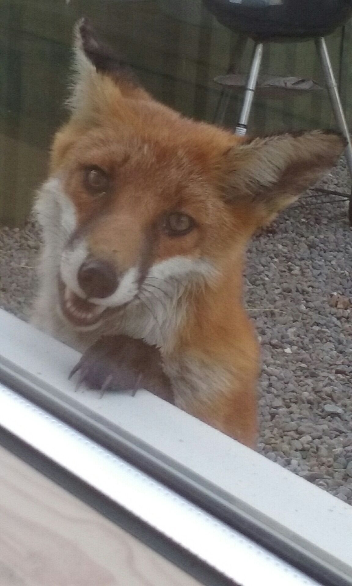 A dog looking through a window.
