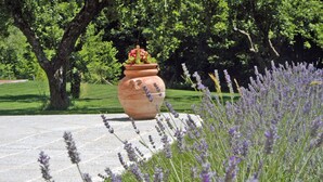 Una maceta grande de terracota con flores sobre un patio de piedra rodeado de plantas de lavanda.