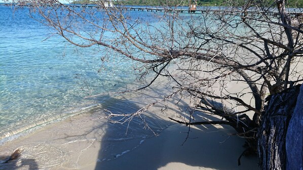 Una playa con agua cristalina, un árbol en primer plano y un muelle al fondo.
