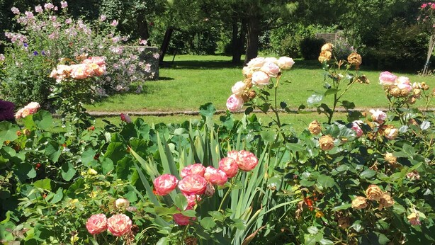 Un jardín con diversas flores y árboles.