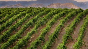 A vineyard with rows of grapevines and mountains in the background. - Temecula Wine Country Guest House w/Kitchen - Prime Location (Temecula)