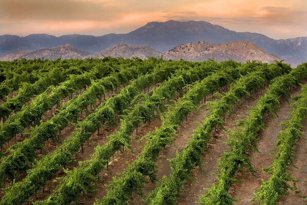 A vineyard with rows of grapevines and mountains in the background. - Temecula Wine Country Guest House w/Kitchen - Prime Location (Temecula)