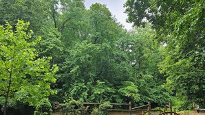 A lush garden with a wooden bridge, a pond, and dense trees. - Relax at Clear Creek Family Retreat – Cozy Ellijay Cabin by the Water (Ellijay)