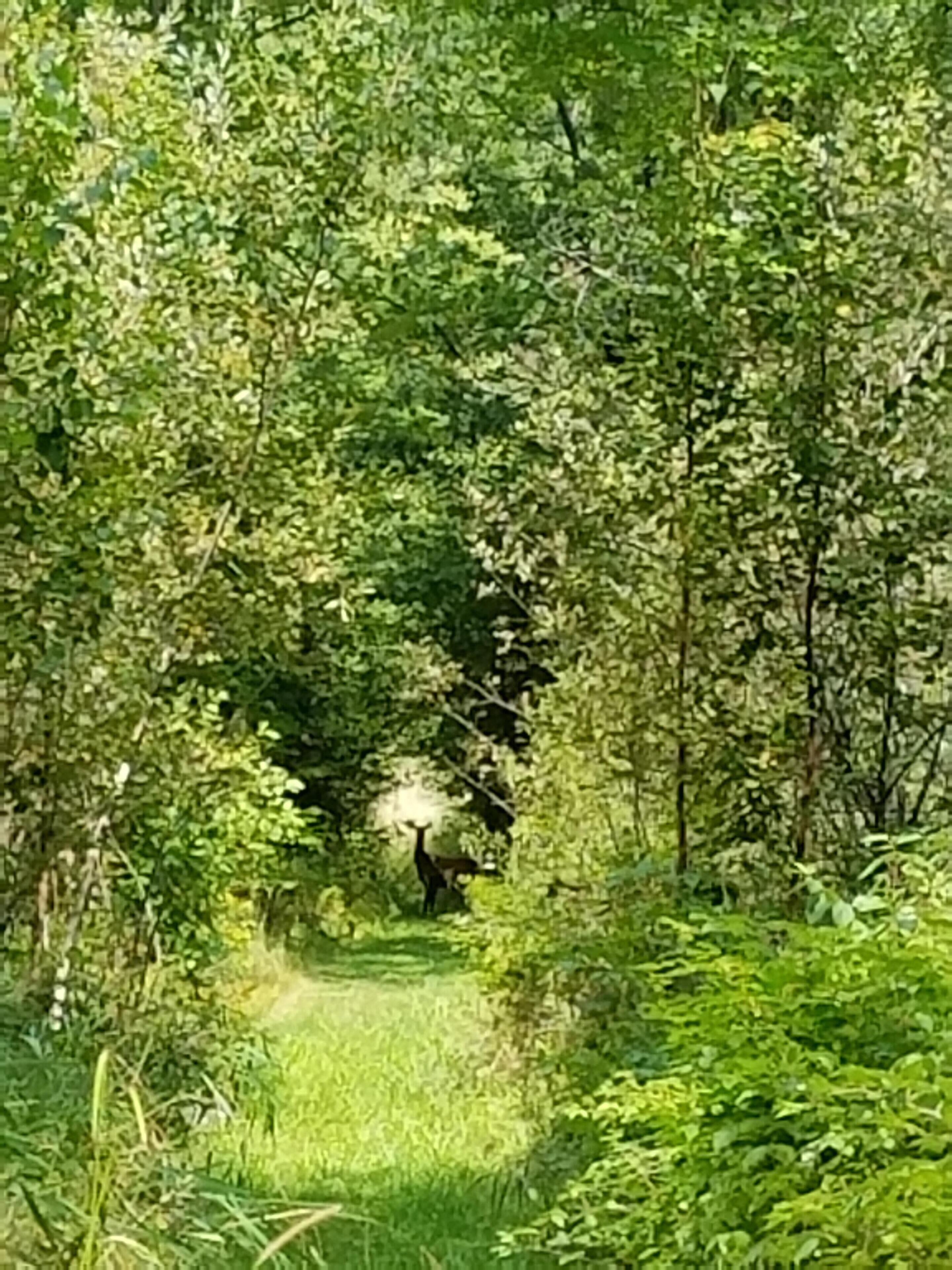 Une forêt dense, traversée par un sentier étroit.