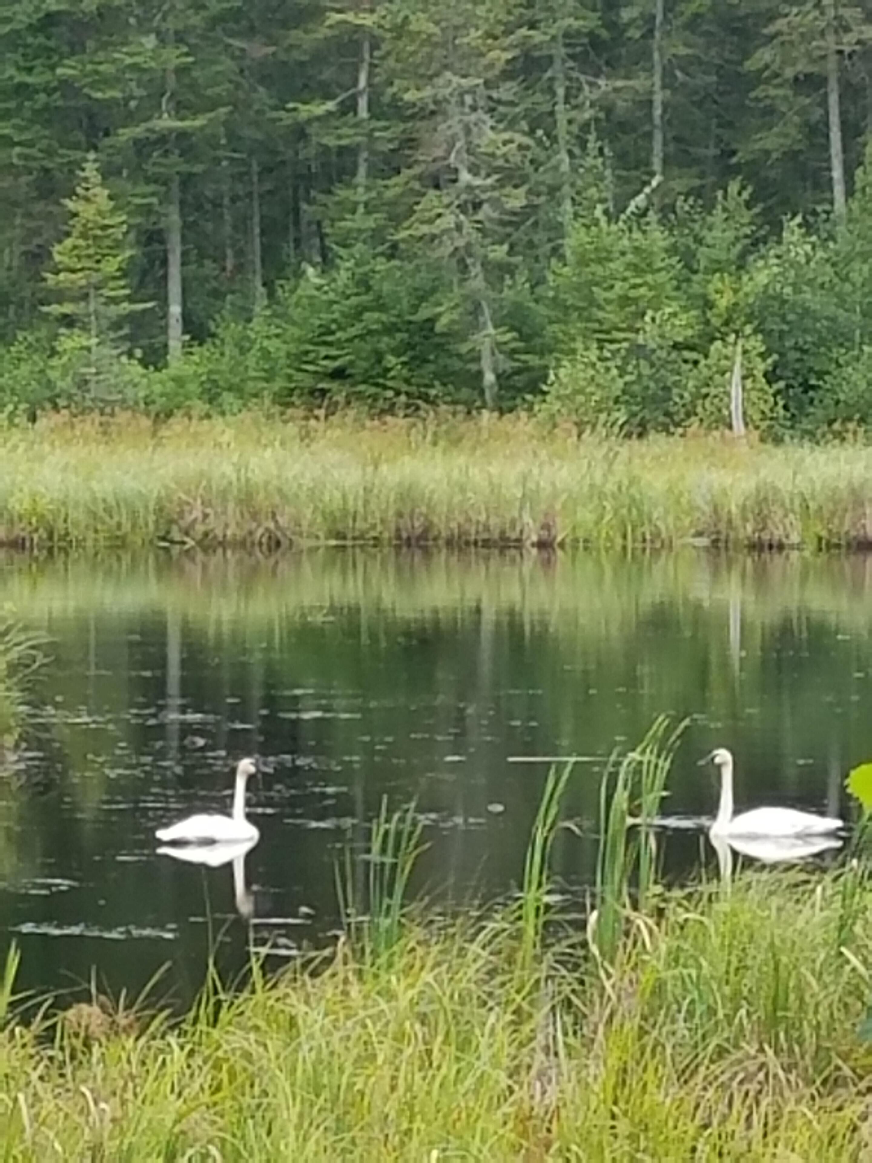 A serene lake with swans and dense forest in the background.