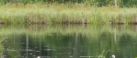 A serene lake with swans and dense forest in the background.
