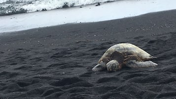 沙滩椅、沙滩毛巾