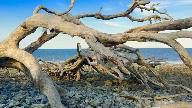 A weathered tree trunk with complex branches on a rocky beach. - A Beach, Golf, Tennis and Fun for the whole family Sandy Toes & Salty Kisses A (Jekyll Island)