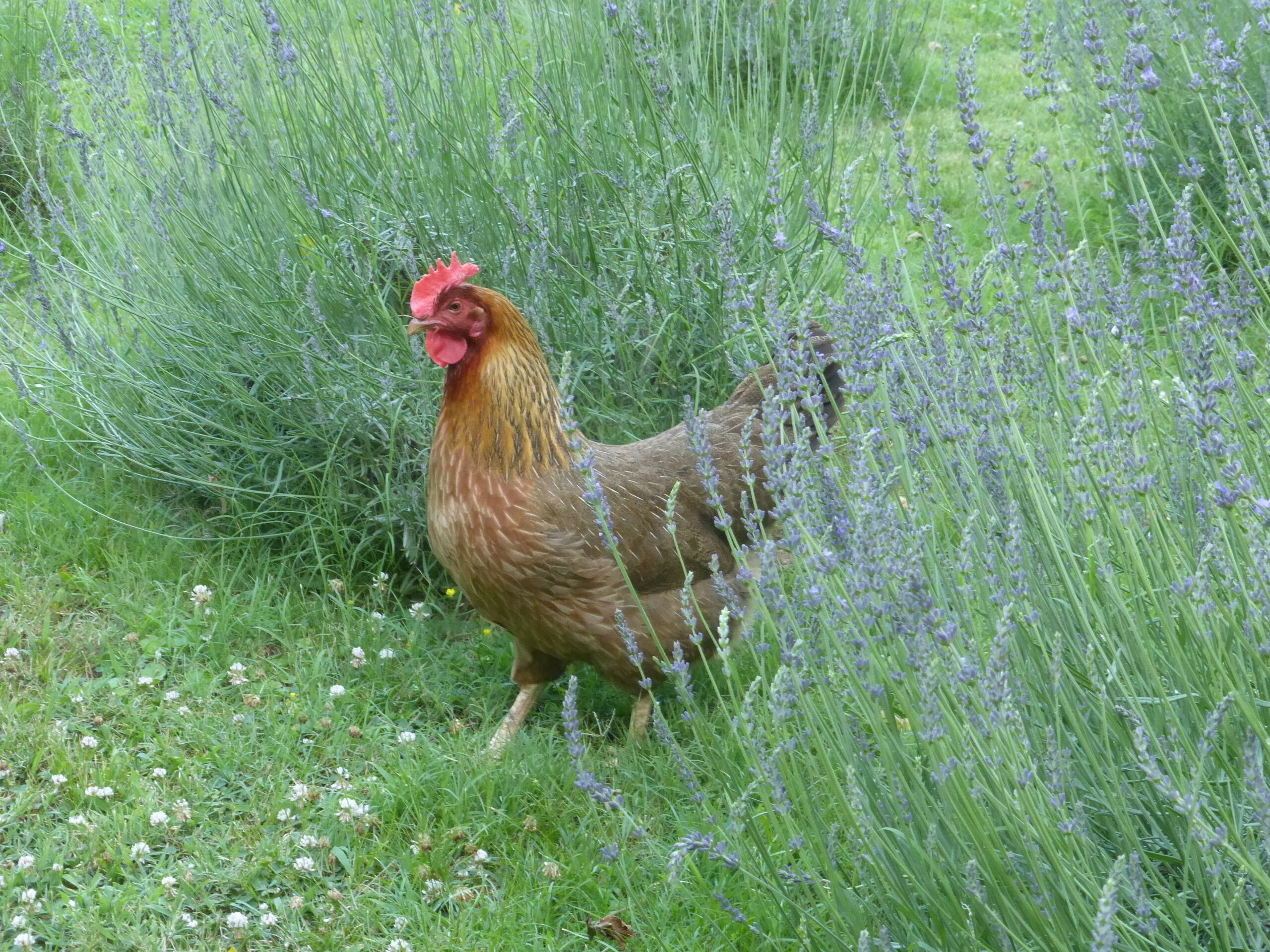 A chicken in a field with tall grass and lavender.