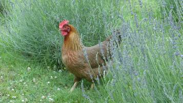 A chicken in a field with tall grass and lavender.