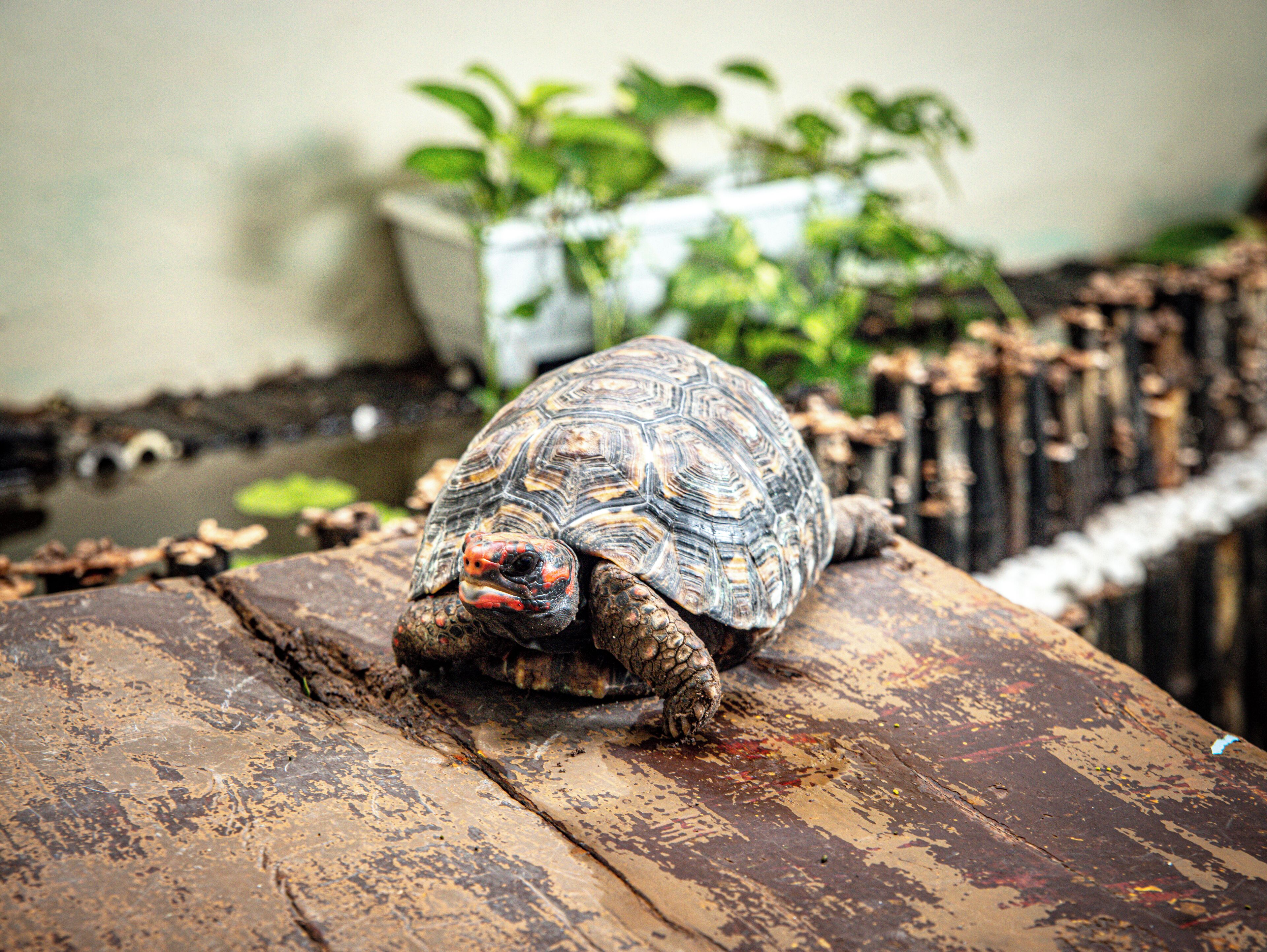 Foto - Pousada Residencial Porto de Galinhas