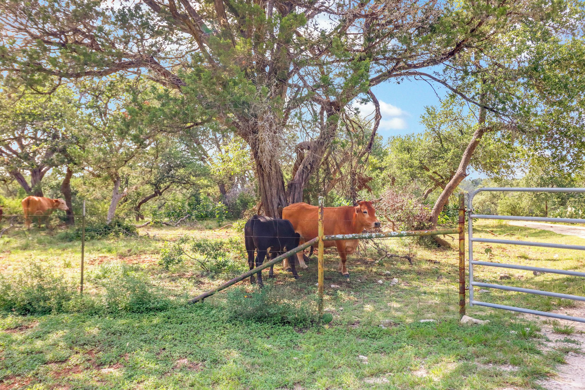 A fenced pasture with cows and trees.