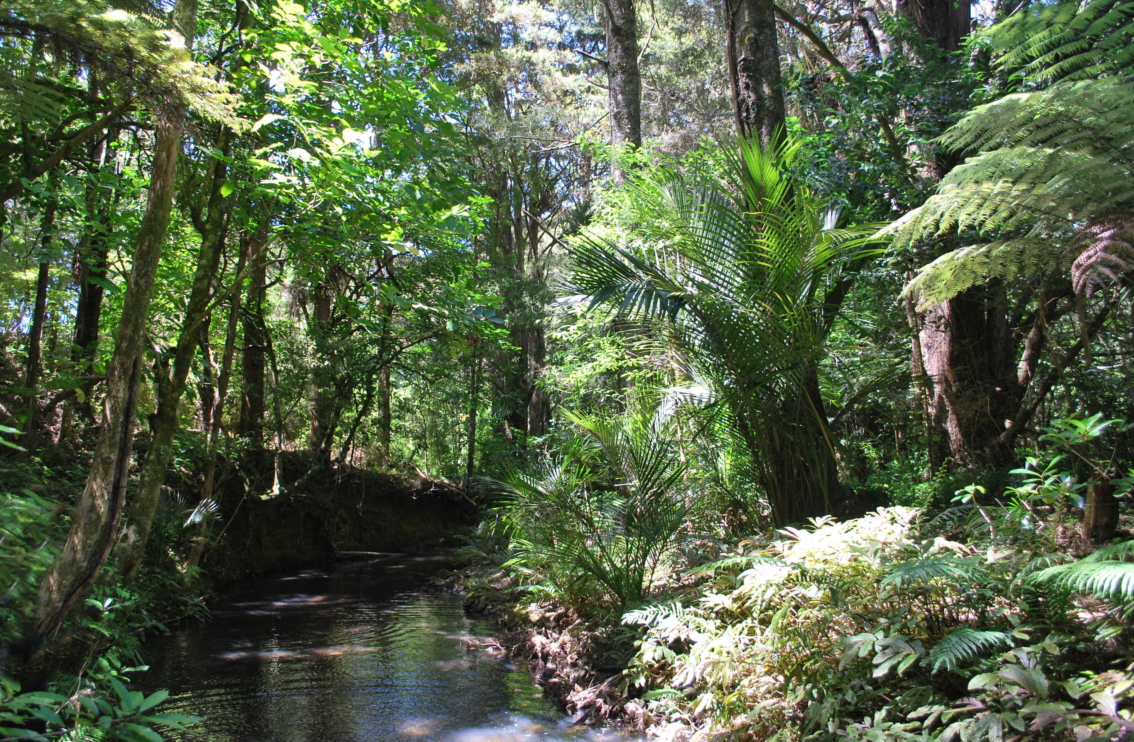 Un bosque frondoso con un arroyo, vegetación densa y diversas especies de árboles.