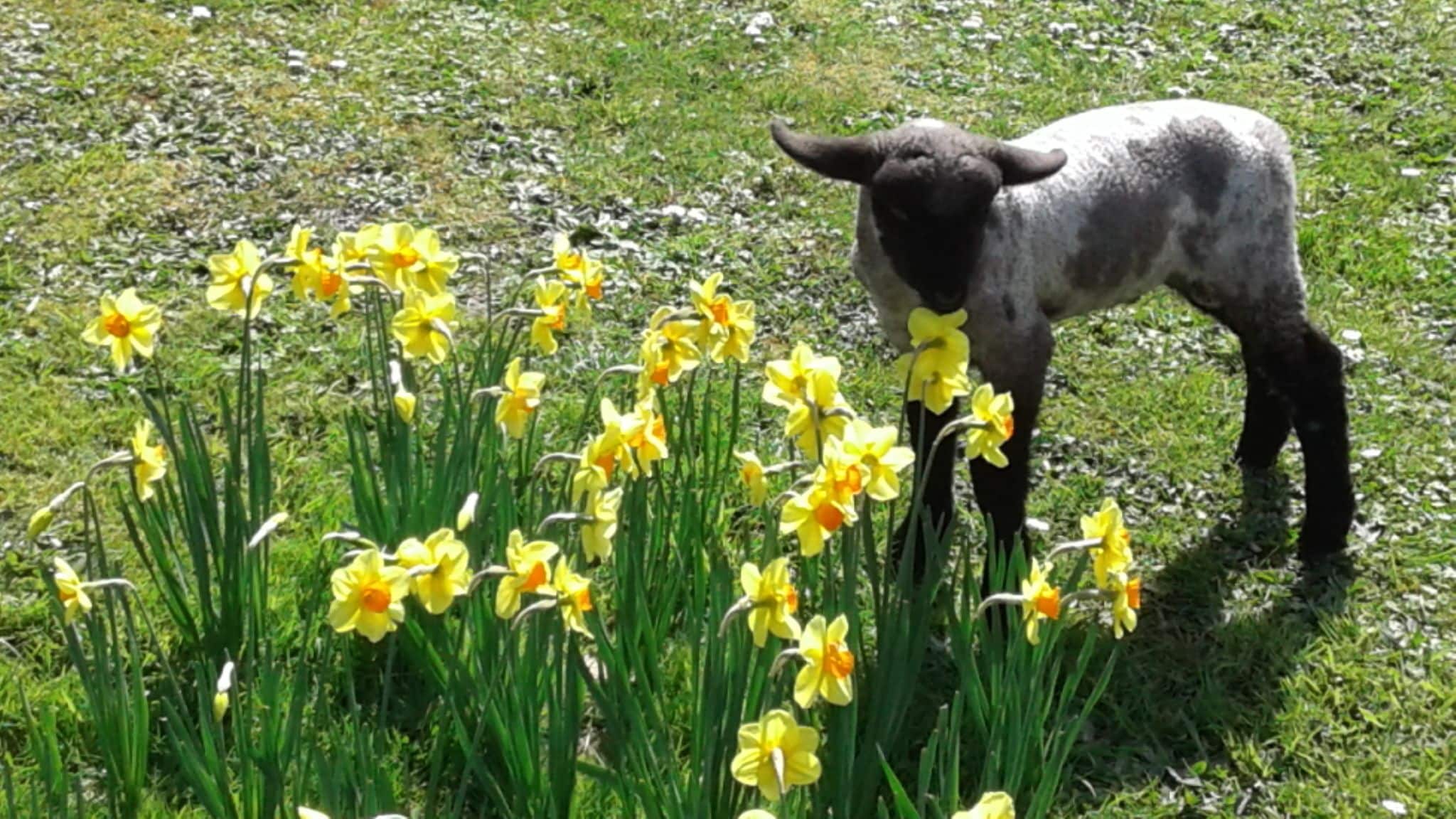 Un mouton noir et blanc se tient dans un champ de jonquilles jaunes.