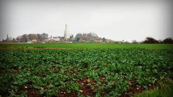 A field with crops and a distant tower-like structure.