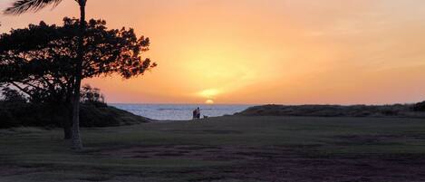 A sunset over a beach with a person and a dog in the distance, palm trees, and a grassy area.