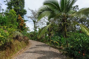 Property grounds - Breakfast With Toucans And Monkeys (San Miguel)