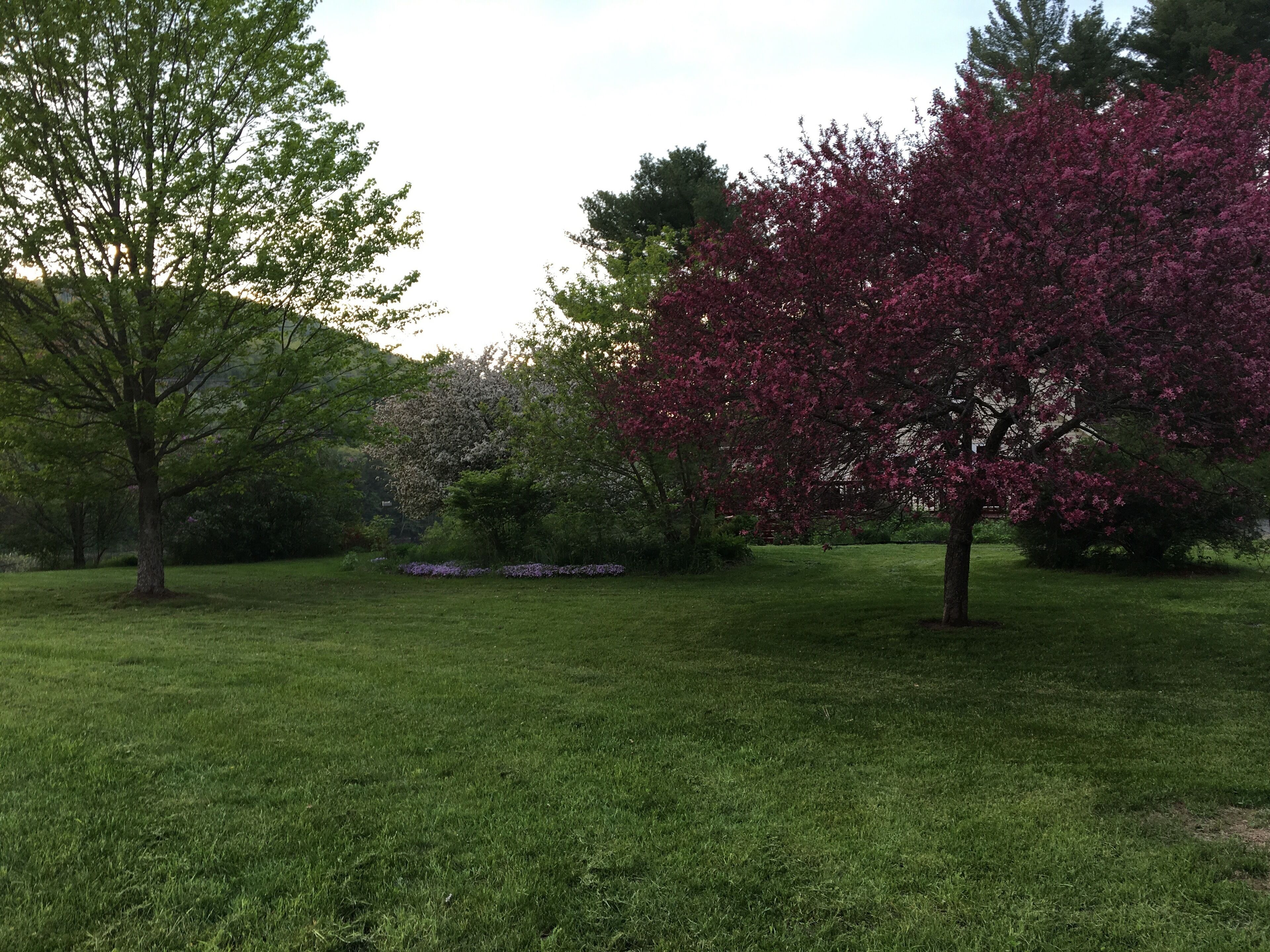 A grassy park with trees and a flower bed.