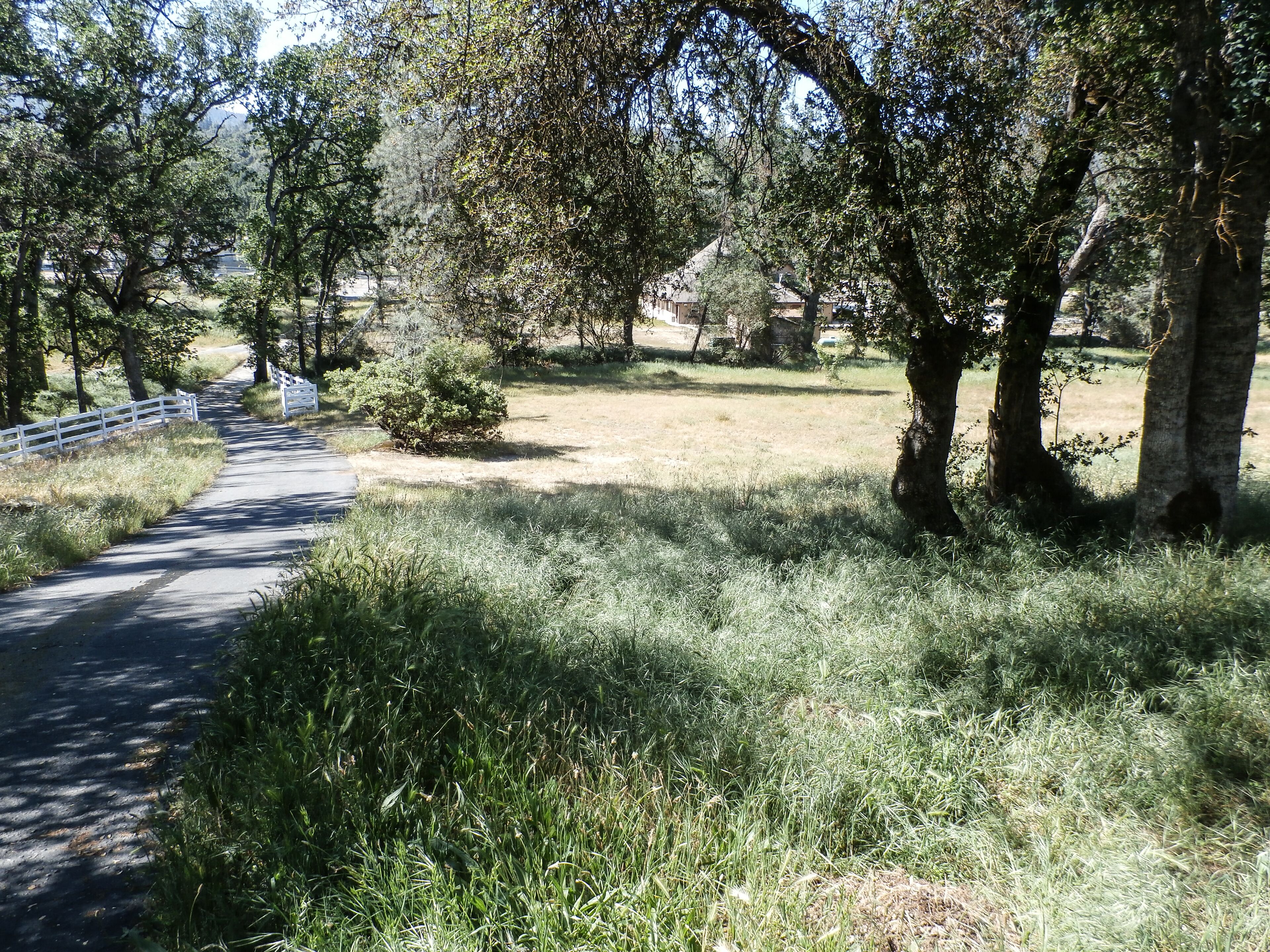 A rural road with a white fence on one side, surrounded by trees and grass.