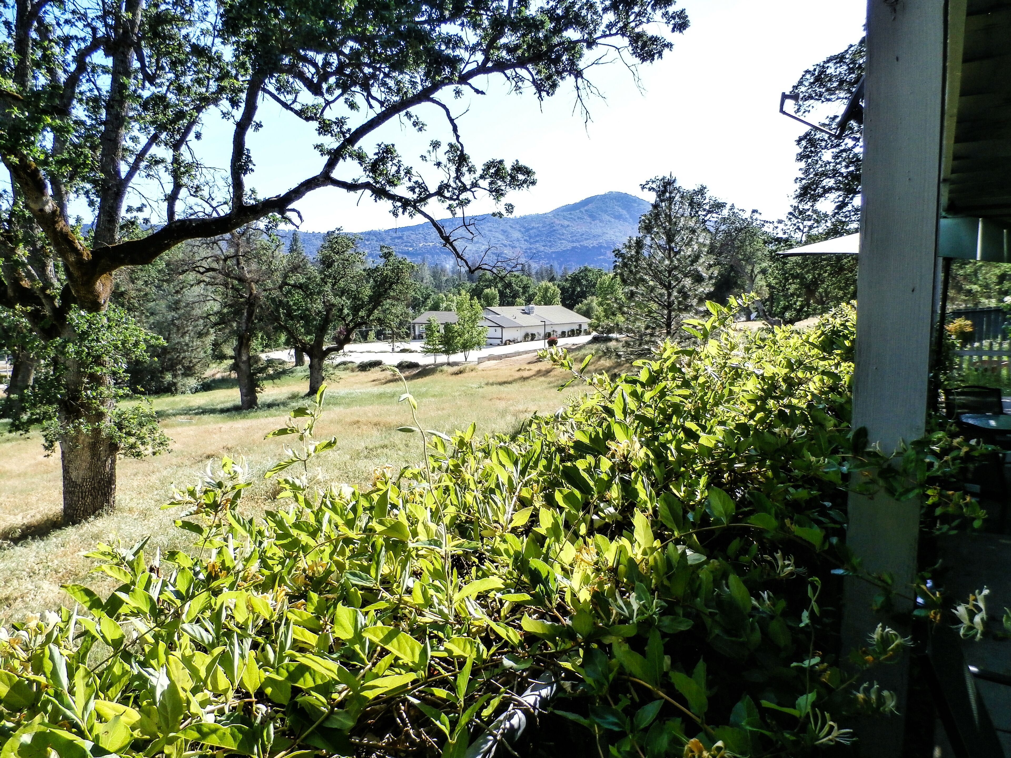 A view of a grassy area with trees and a mountain in the background.