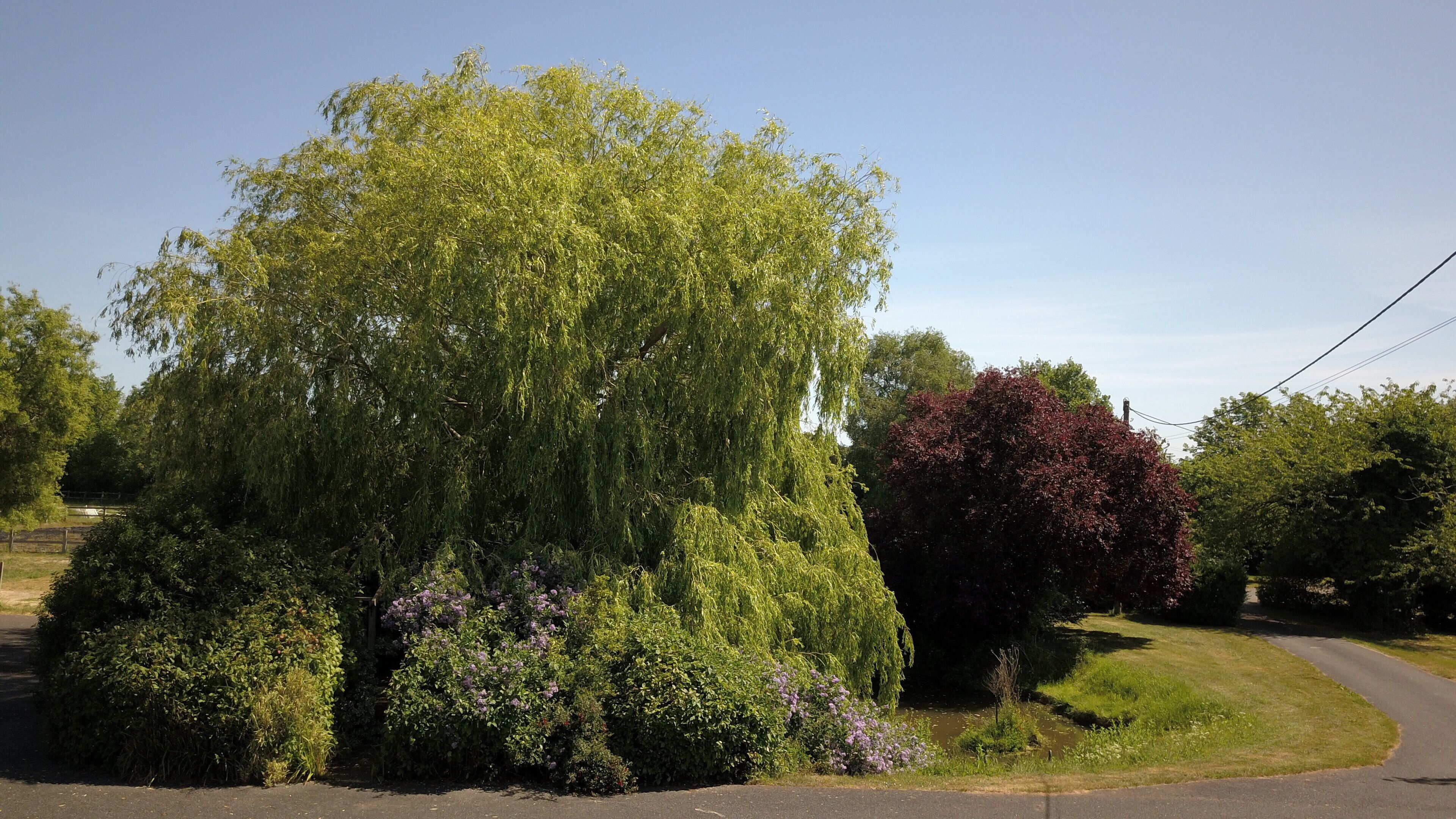Un paysage luxuriant, dominé par un grand saule pleureur et agrémenté d’un arbuste touffu aux fleurs violettes.