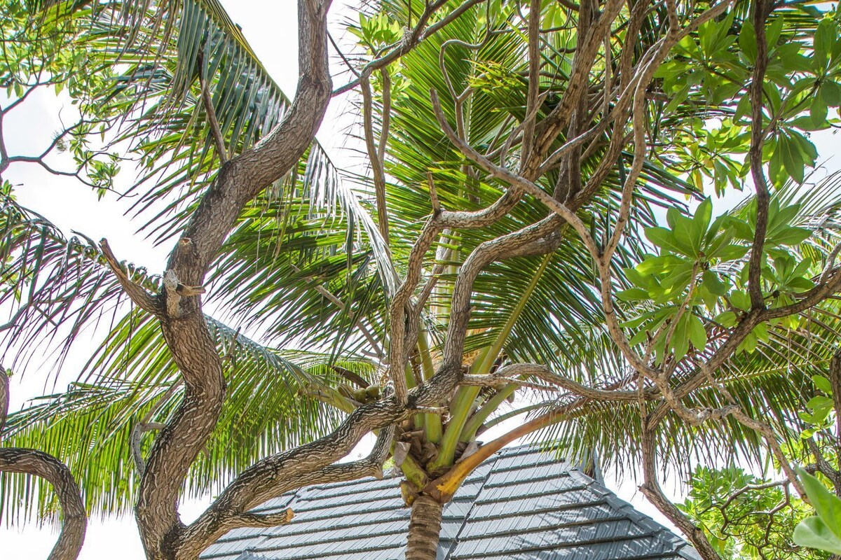 A wooden house with a thatched roof, surrounded by tropical vegetation.