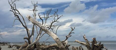 Una spiaggia con alberi caduti e un cielo nuvoloso.