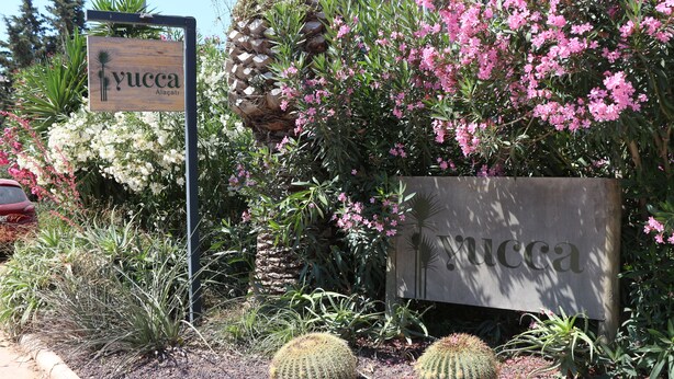Une pancarte portant le nom « yucca » et un jardin où l’on peut admirer des plantes de yucca, des cactus et des fleurs roses.