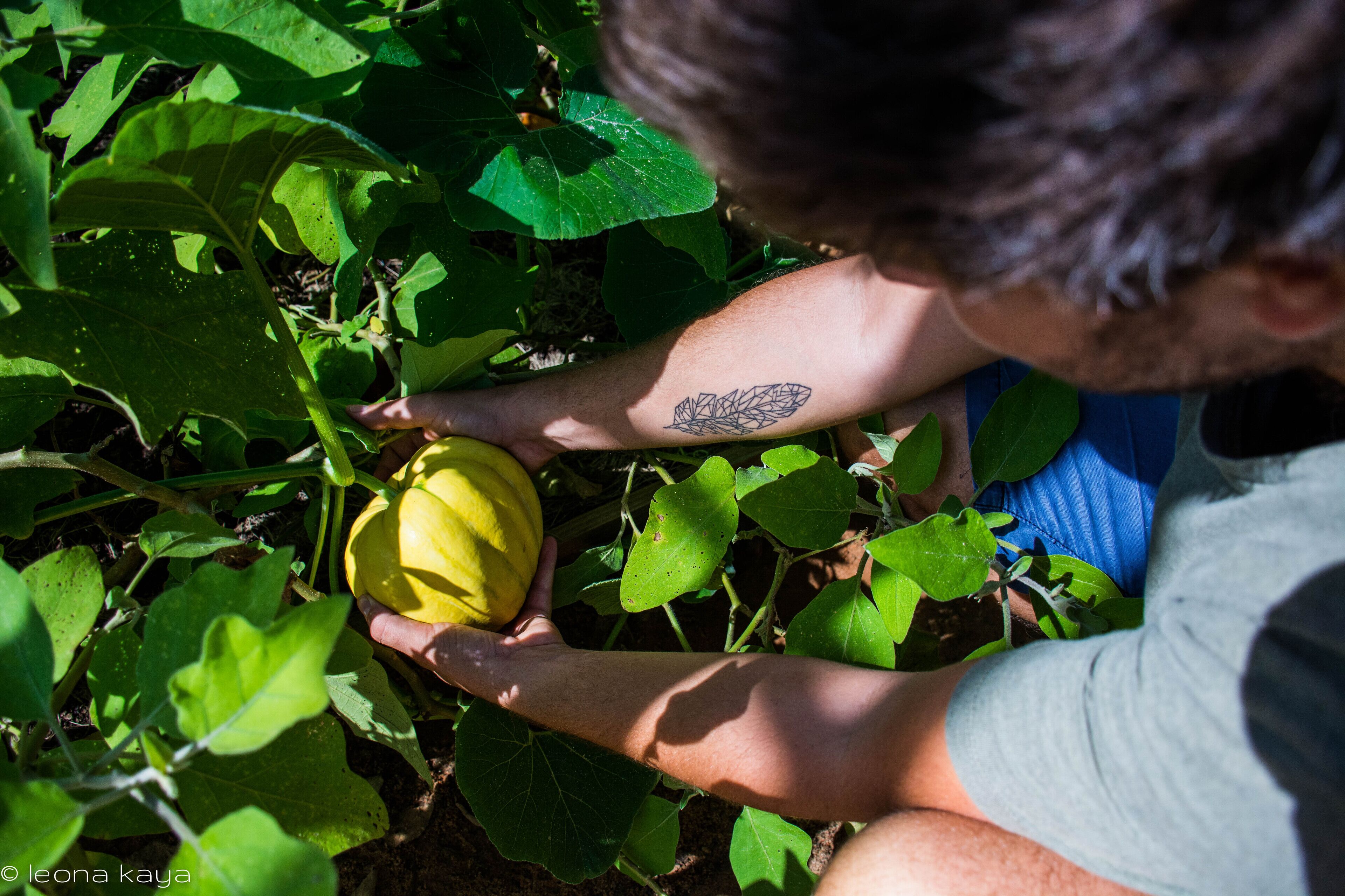 Una persona sostiene una fruta amarilla entre follaje verde.