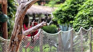 A wooden sign with the text "Titas Pormada" mounted on a tree branch. - Pousada Titas (Cajueiro da Praia)
