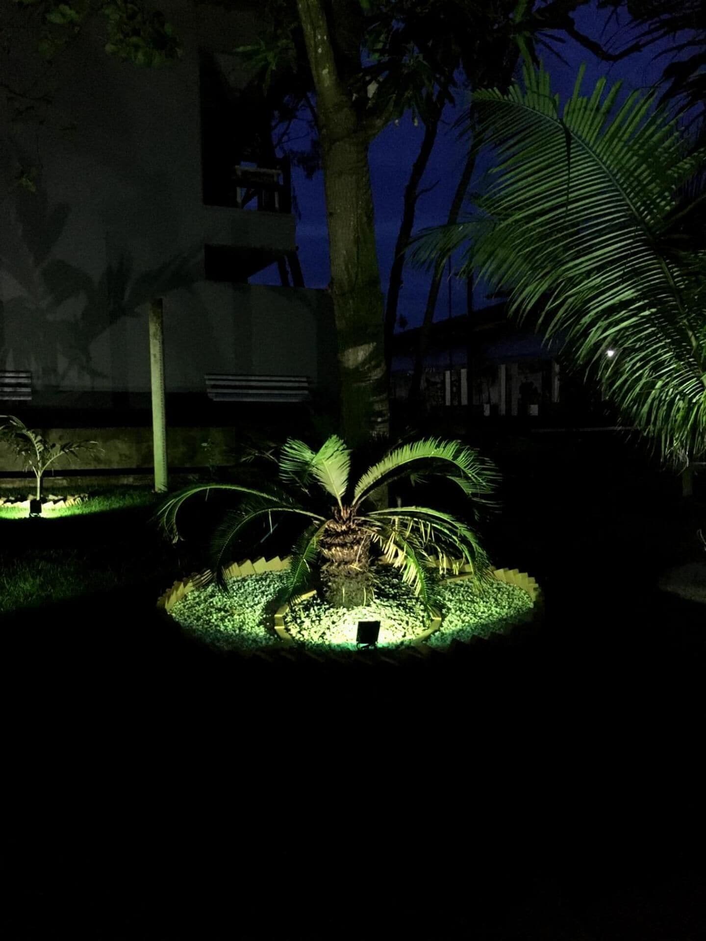 A well-lit garden area with a central palm tree and a small pond, surrounded by a low wall and a building in the background.