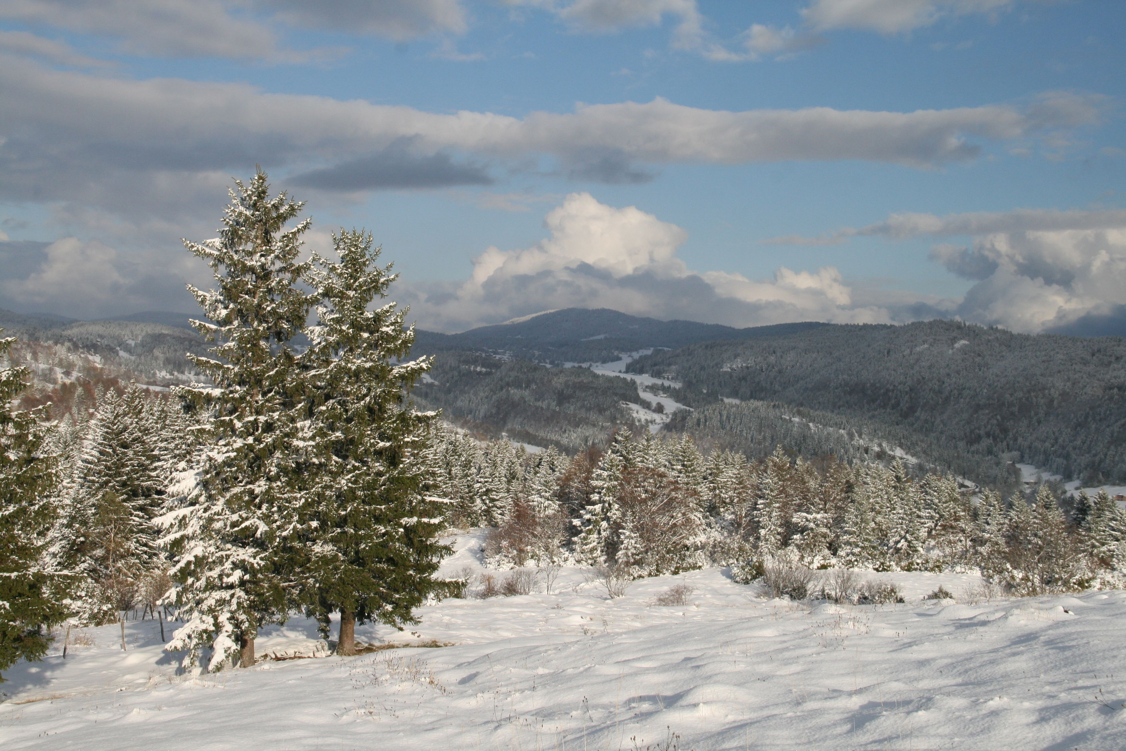 A snowy landscape with evergreen trees and distant mountains.