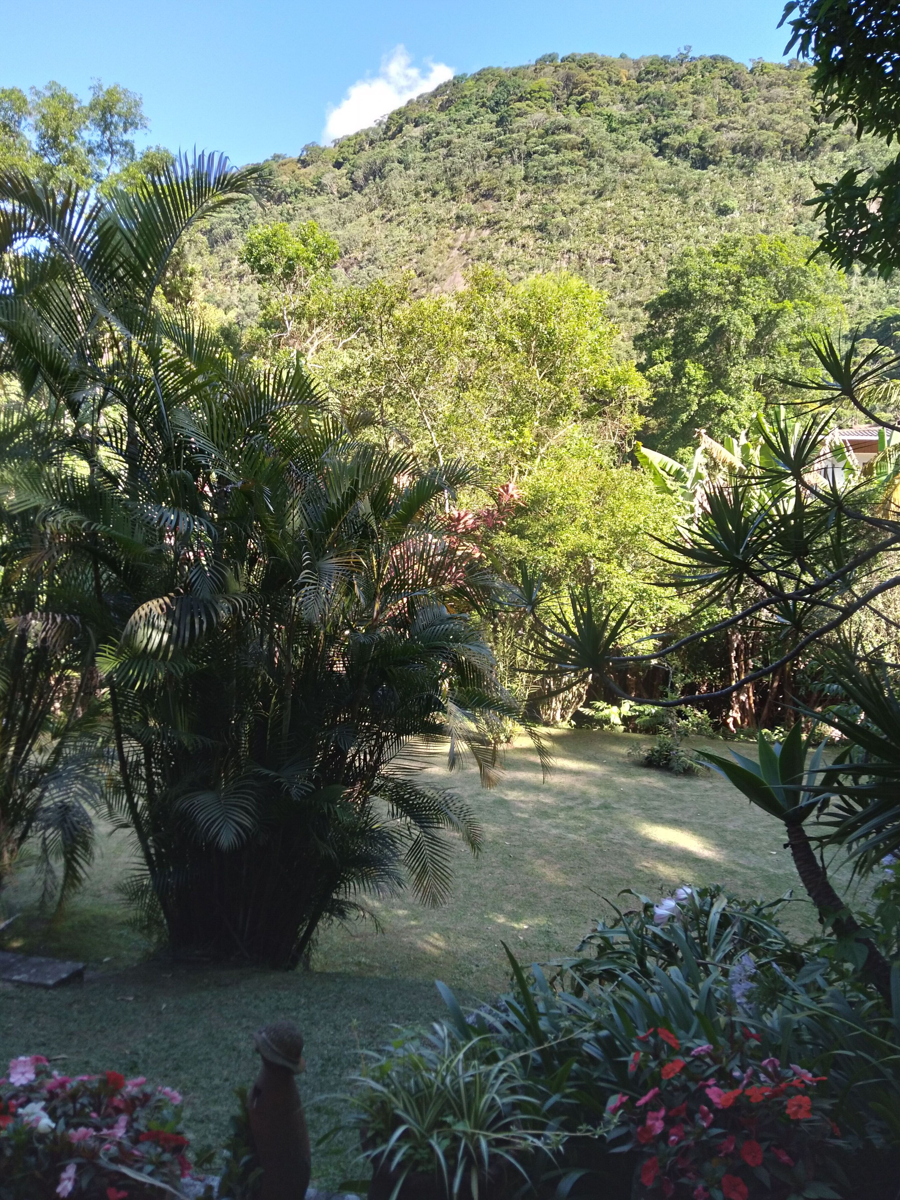 Foto - Bromélia Sabiá & Cia