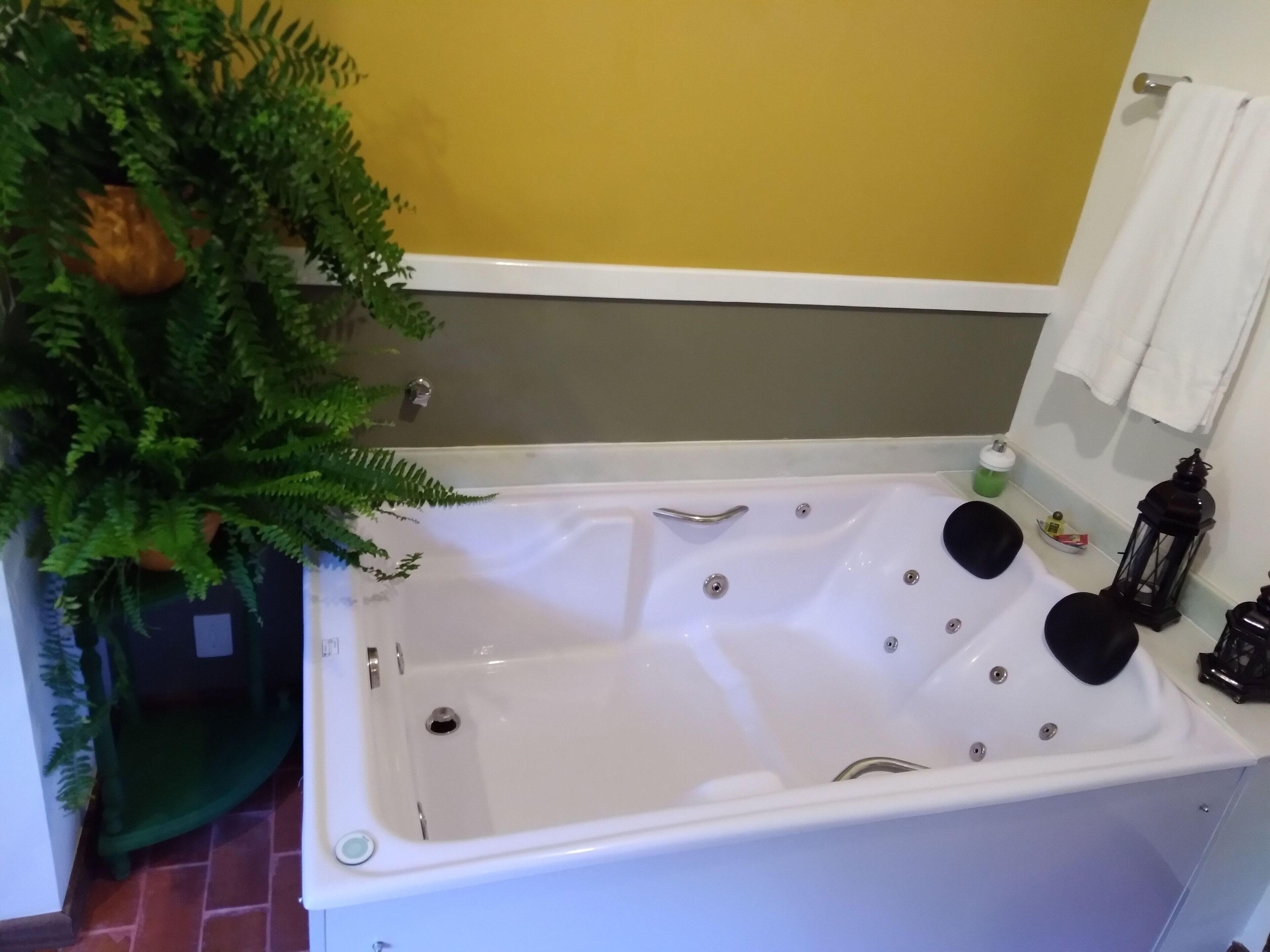 Foto - Bromélia Sabiá & Cia