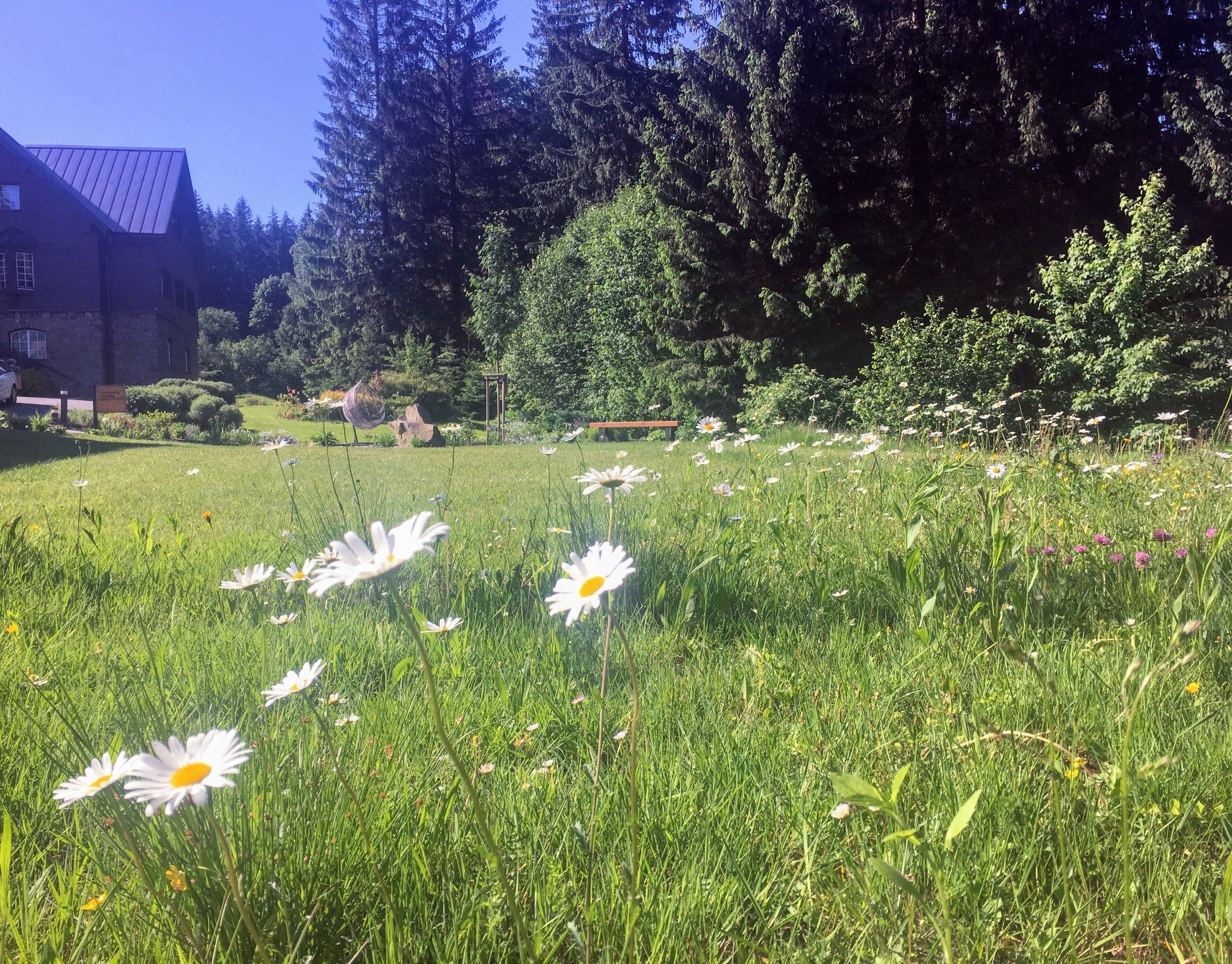 A grassy field with daisies and a building in the background.