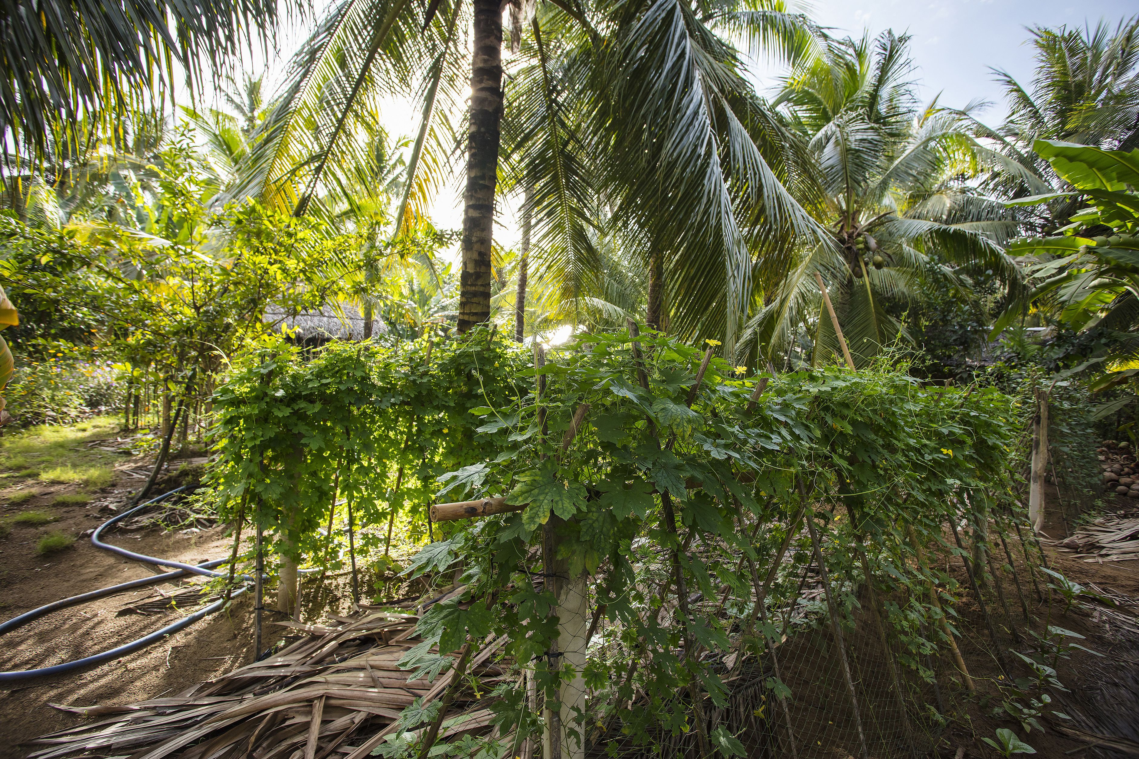 Un exuberante jardín con palmeras y diversas plantas.