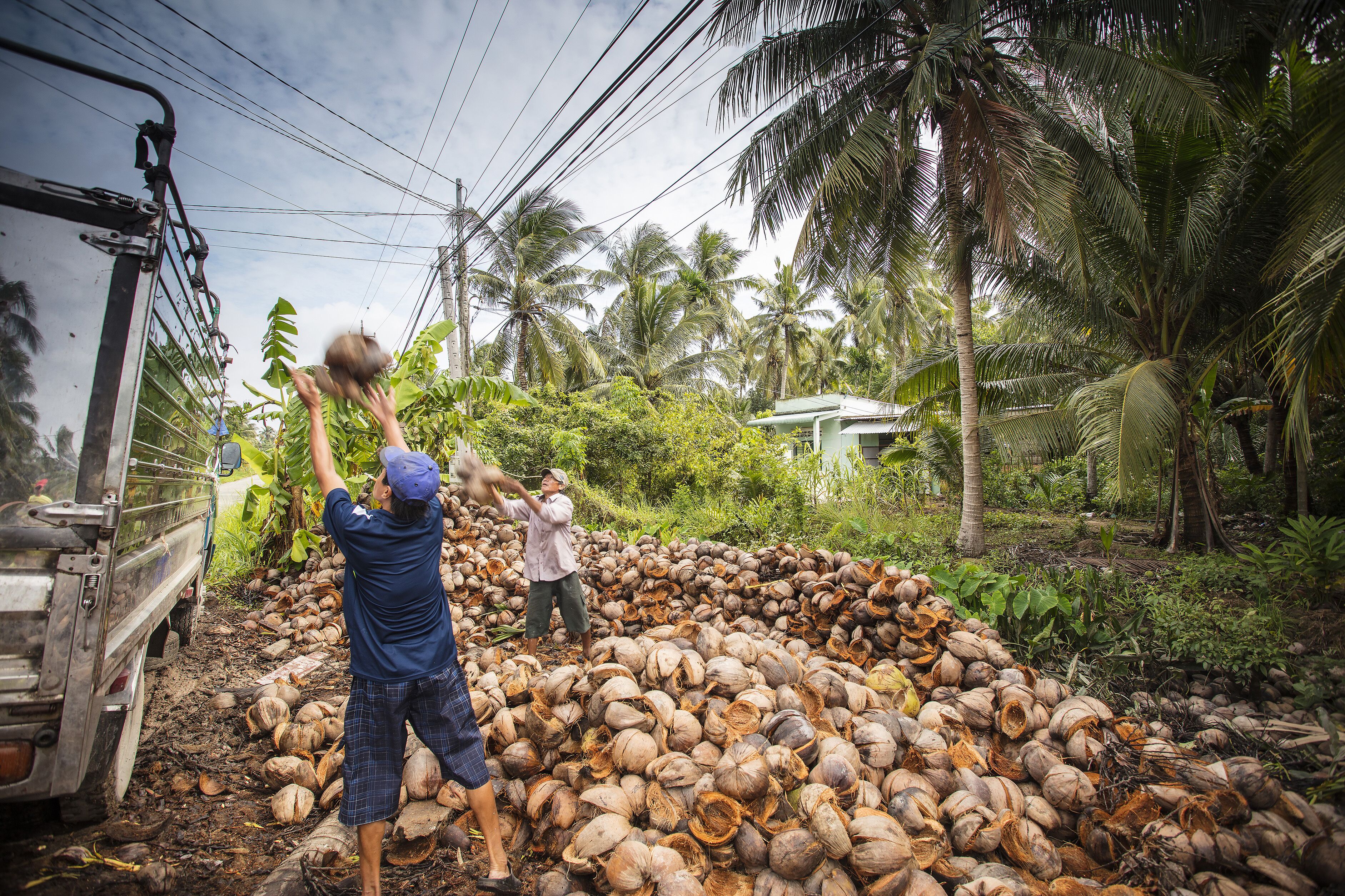 Cena rural com um monte de cocos e um caminhão.