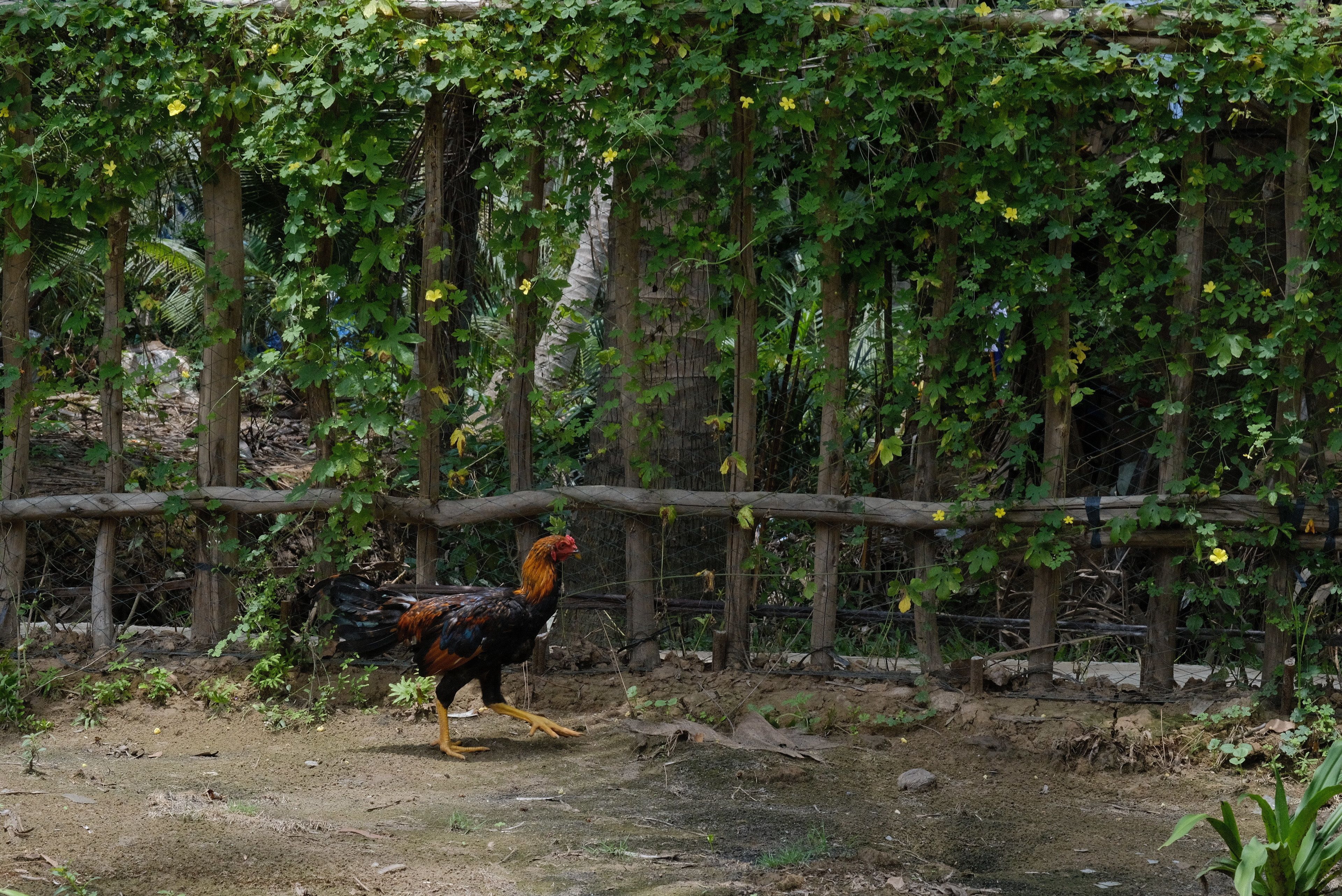 A rooster walking in a natural, wooded area with a wooden fence and dense foliage.