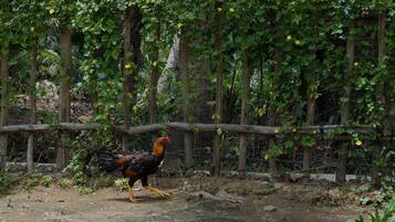 A rooster walking in a natural, wooded area with a wooden fence and dense foliage.