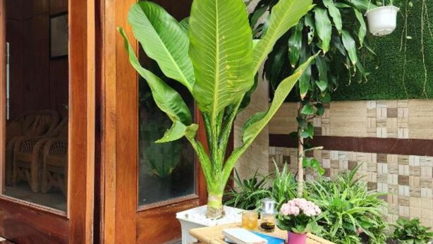 Una mesa de madera con una silla, una planta grande en maceta y una olla colgante, todo frente a un fondo vegetal verde.