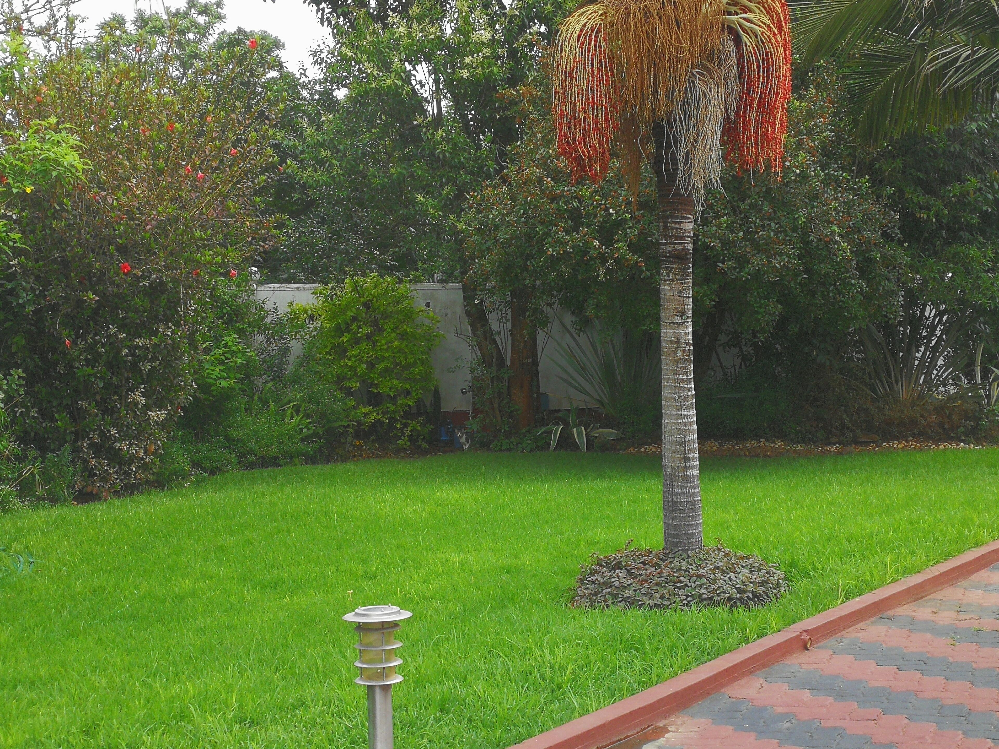 Un jardín bien cuidado con una palmera en el centro, rodeado de abundante vegetación y un camino empedrado.