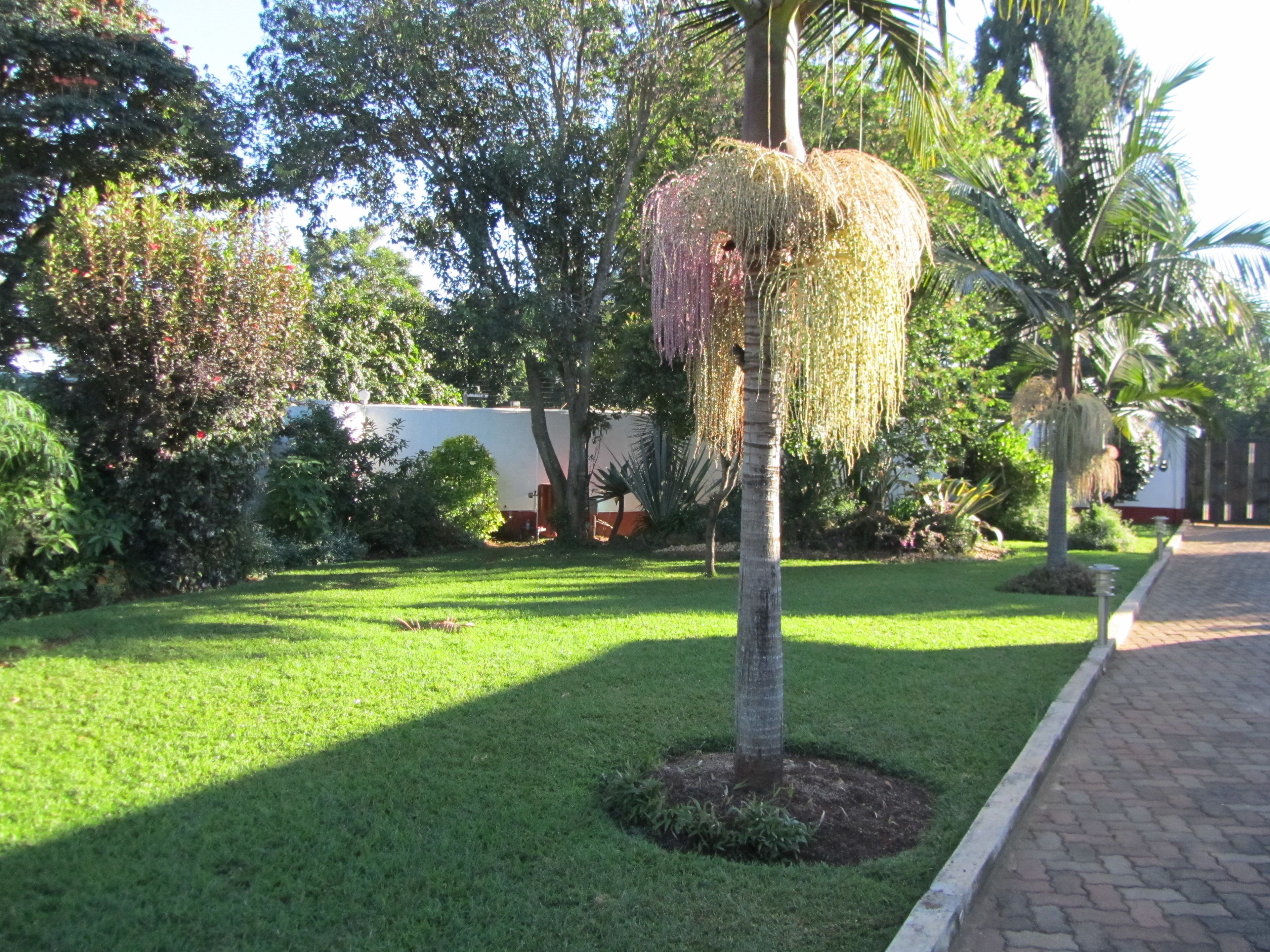 Ein gepflegter Garten mit einer zentralen Palme, umgeben von verschiedenen Sträuchern und einem gepflasterten Weg.
