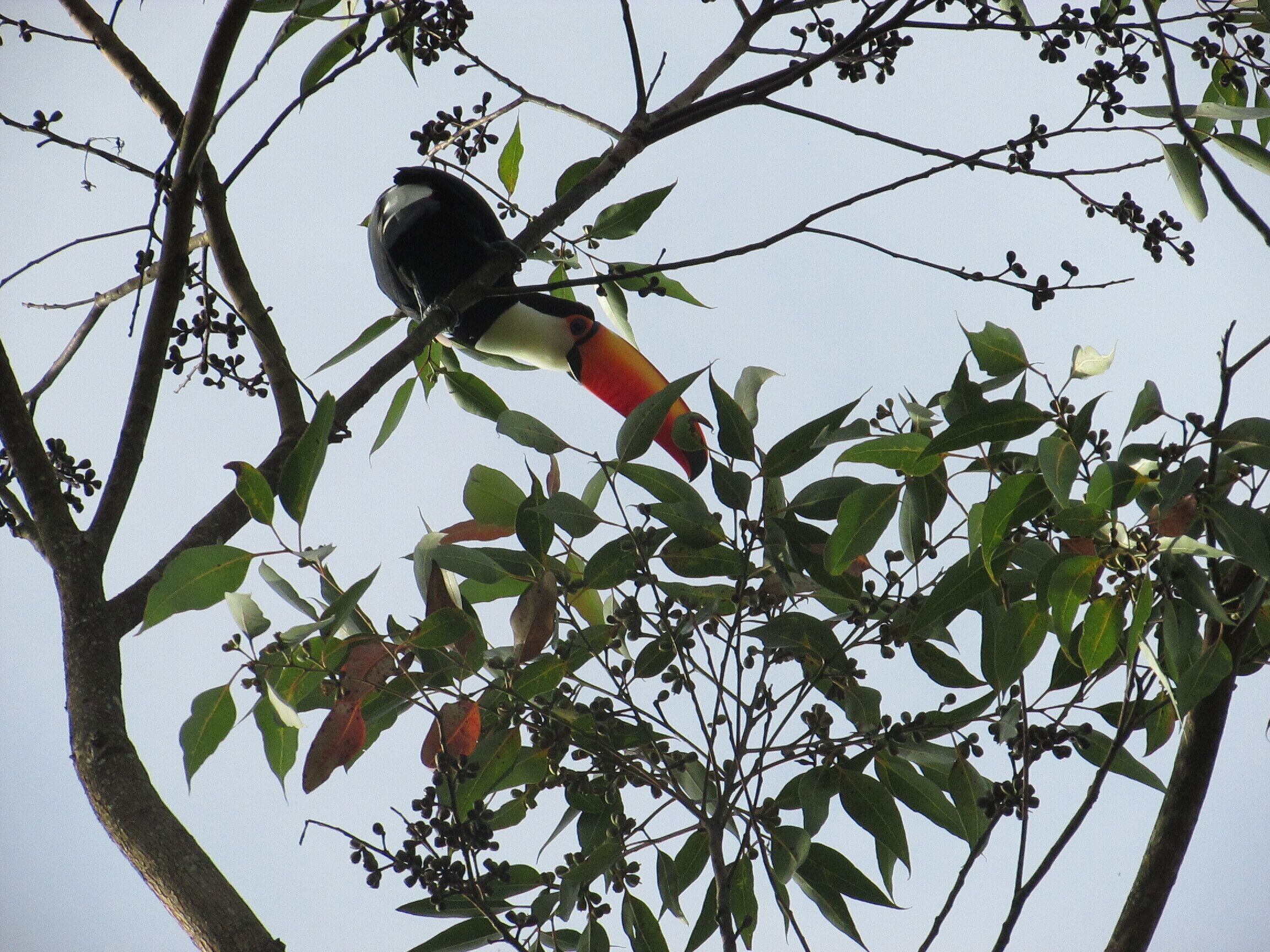 Un pájaro posado en una rama de árbol con hojas y bayas.