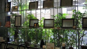 A room with a glass wall displaying framed certificates or awards, a seating area with chairs, and a view of greenery outside.