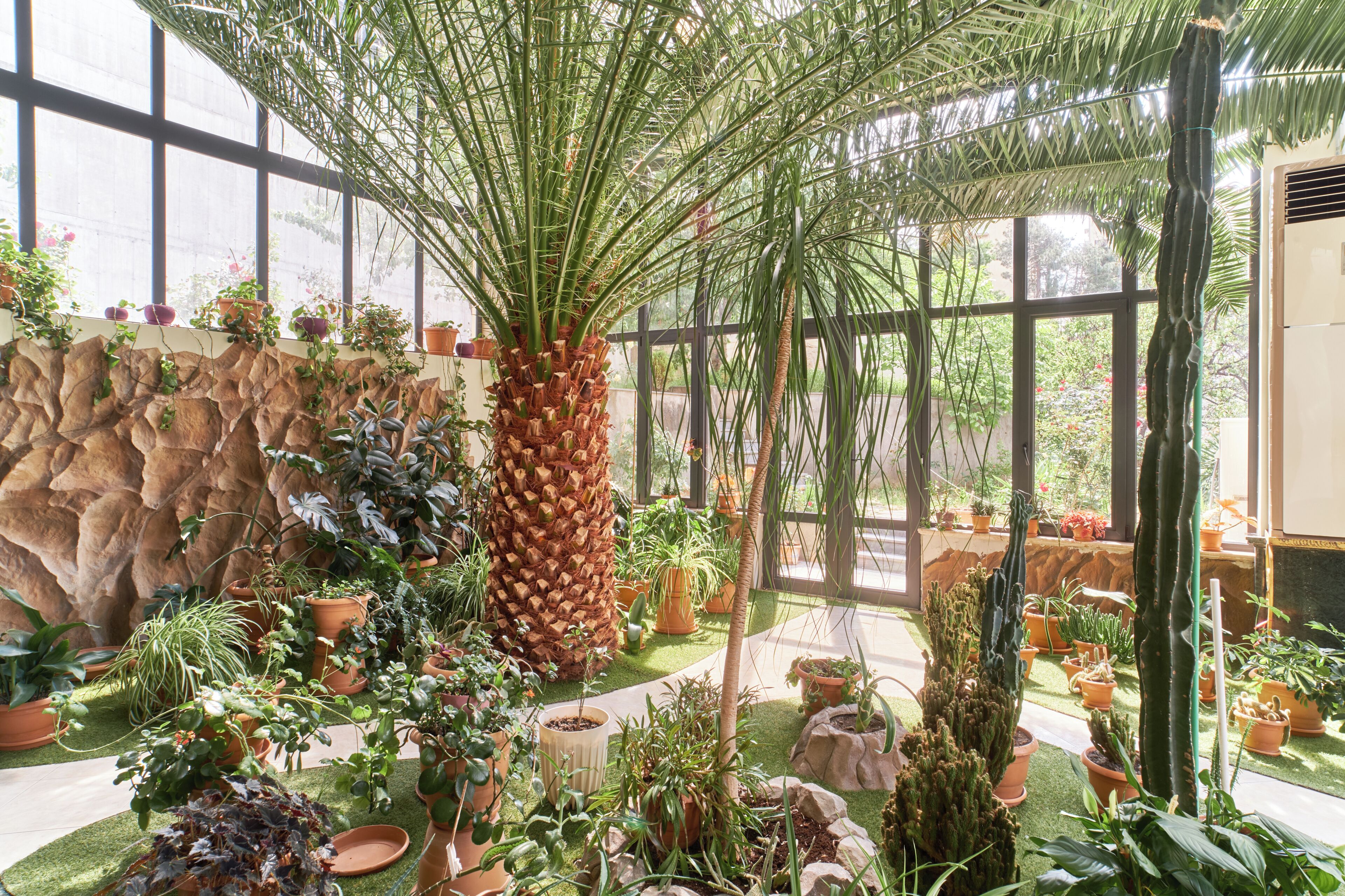 A greenhouse with various potted plants, a palm tree, and a rock wall.