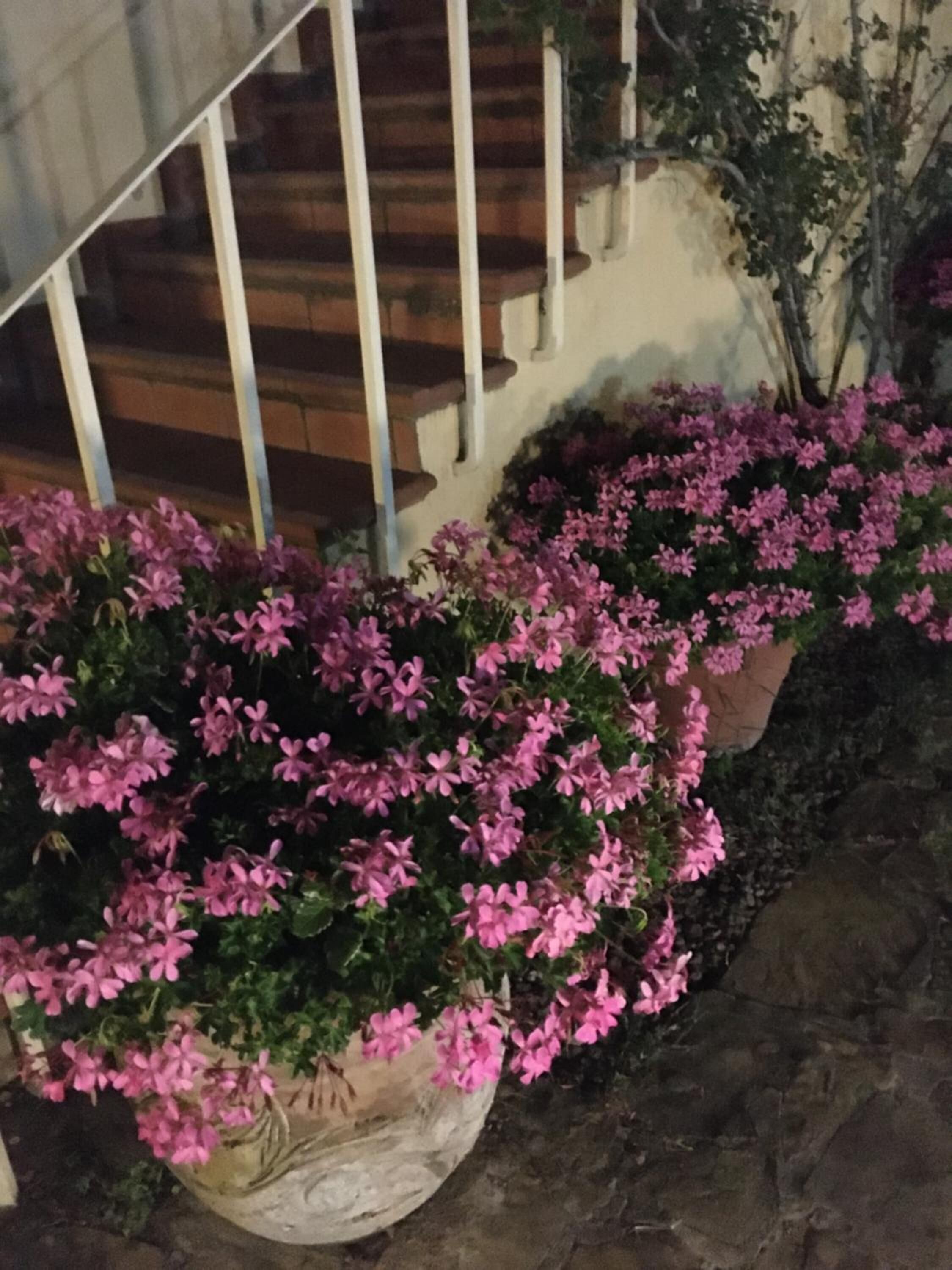 Eine Treppe führt zu einem Gebäude mit einer Steinmauer und Kübelpflanzen mit rosa Blüten.